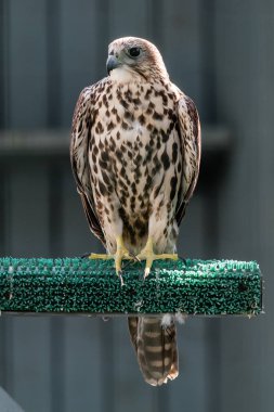 Güzel Şahin yakın çekim