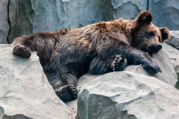 Niedźwiedź brązowy zbliżenie — Zdjęcie stockowe