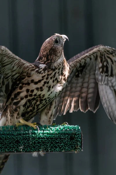 Mooie falcon close-up — Stockfoto