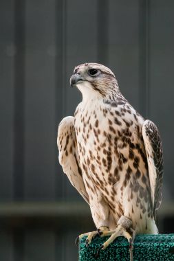 Güzel Şahin yakın çekim