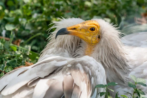 Buitre común (Neophron percnopterus ) —  Fotos de Stock