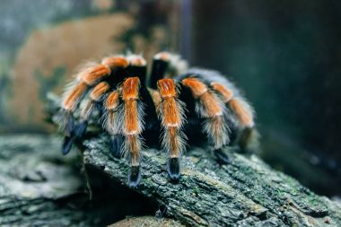Örümcek tarantula yakın çekim