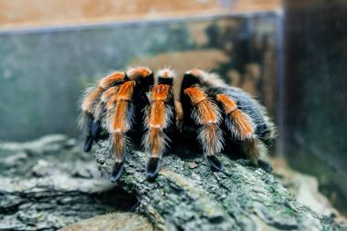 Örümcek tarantula yakın çekim