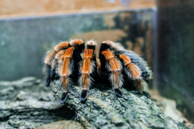 Örümcek tarantula yakın çekim