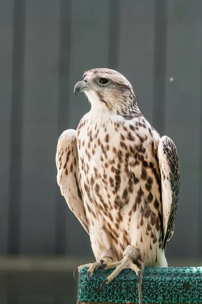 Schöner Falke aus nächster Nähe — Stockfoto
