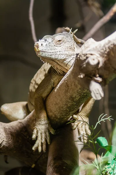Iguana hazudik-ra-egy ág — Stock Fotó