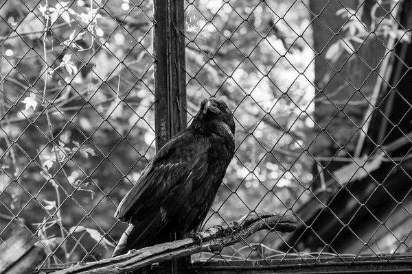 Güzel siyah kargalar oturup bir güdük