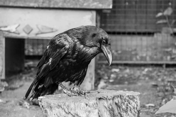 Schöne schwarze Krähen sitzen auf einem Baumstumpf — Stockfoto