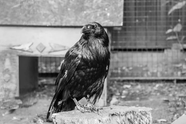 Beautiful black crows sit on a stump — Stock Photo, Image