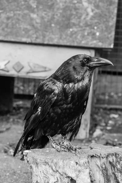 Красивые черные вороны сидят на пне — стоковое фото