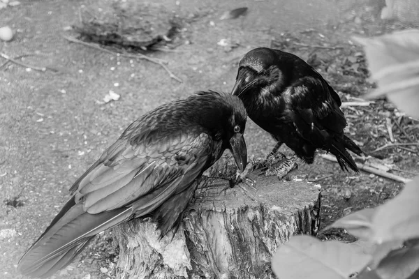 Beautiful black crows sit on a stump — Stock Photo, Image