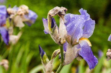 Bir yağmurdan sonra su damlaları ile güzel çiçekler Iris 