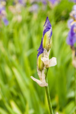 Bir yağmurdan sonra su damlaları ile güzel çiçekler Iris 