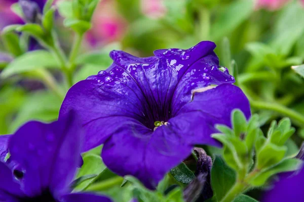 Vackra Petunia blommor med droppar vatten efter ett regn — Stockfoto