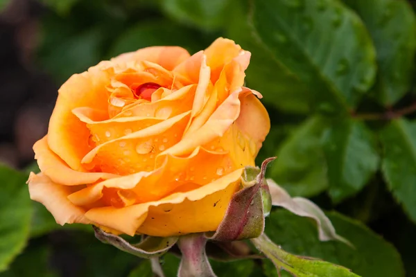Лето цветет цветами роз с каплями дождя — стоковое фото