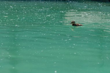 Su üzerinde yüzen küçük ördek yavrusu 