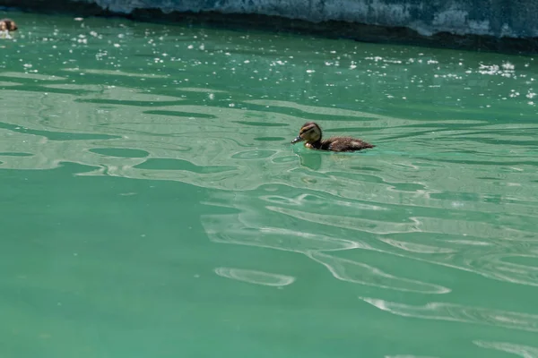 Petit canard flottant sur l'eau — Photo