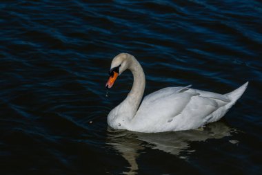 Güzel kuğu Gölde yüzen