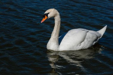 Güzel kuğu Gölde yüzen