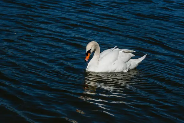 Bonito cisne flutua no lago — Fotografia de Stock