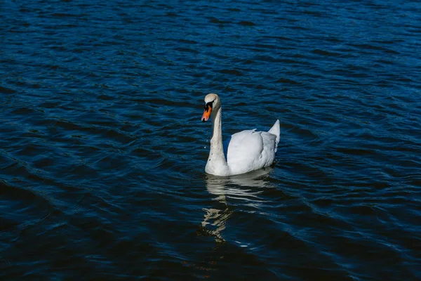 Plave nádherná labuť na jezeře — Stock fotografie