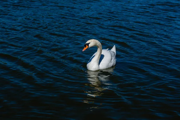 Bonito cisne flutua no lago — Fotografia de Stock