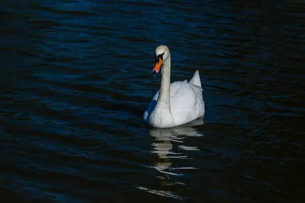 Beautiful swan floats on the lake — Stock Photo, Image