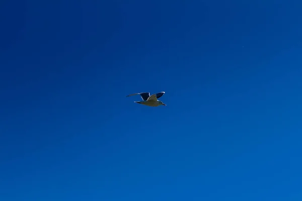 Gaivota voando no céu azul — Fotografia de Stock