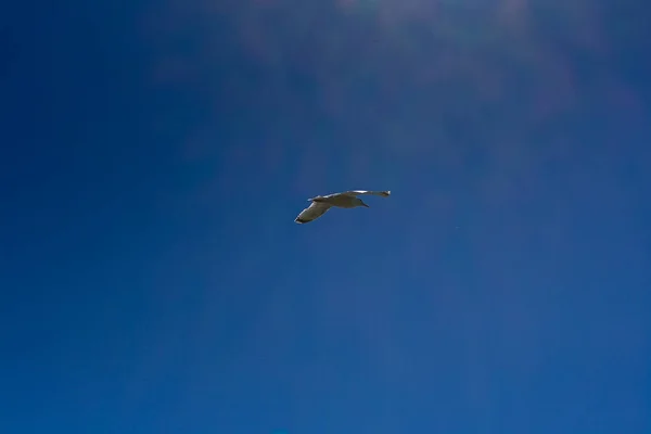 Gaivota voando no céu azul — Fotografia de Stock