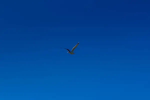 Racek létání v modré obloze — Stock fotografie