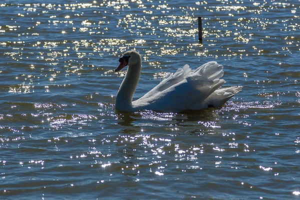 De beaux cygnes flottent sur le lac — Photo