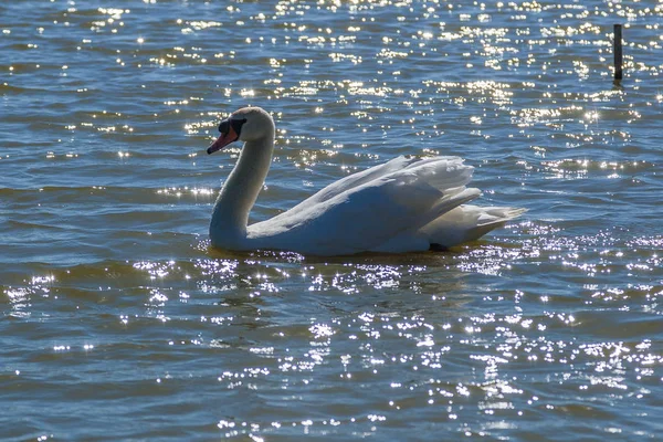 Bonito cisne flutua no lago — Fotografia de Stock