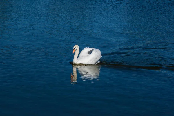 Hermoso cisne flota en el lago —  Fotos de Stock