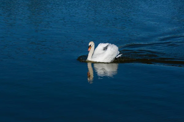 Mooie zwaan drijft op het meer — Stockfoto