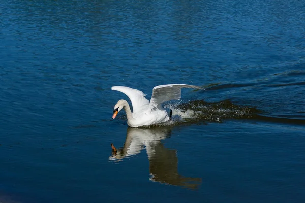 Hermoso cisne flota en el lago — Foto de Stock