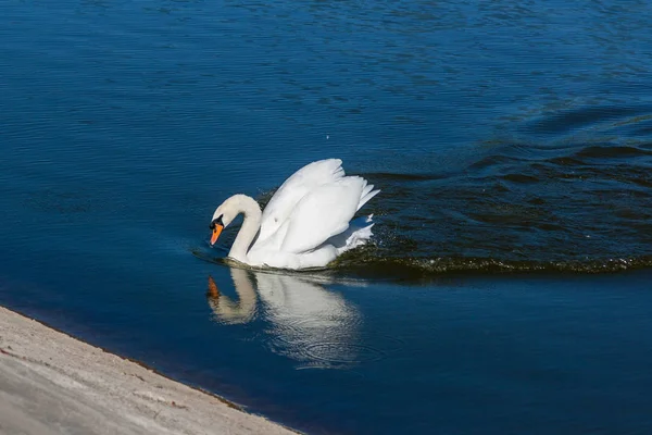 Beautiful swan floats on the lake — Stock Photo, Image