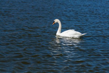 Güzel kuğu Gölde yüzen