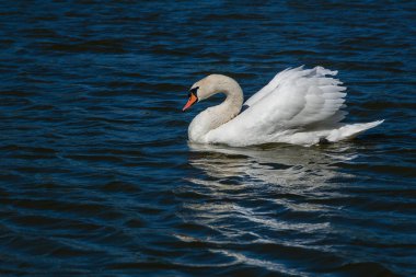 Güzel kuğu Gölde yüzen