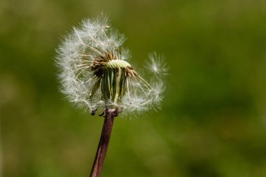 Yeşil bir arka plan üzerinde güzel karahindiba