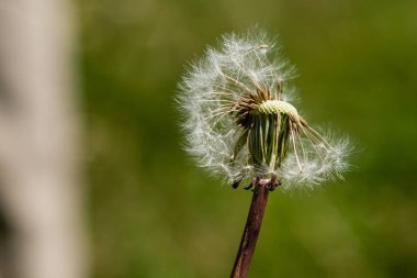 Yeşil bir arka plan üzerinde güzel karahindiba