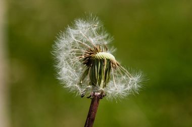 Yeşil bir arka plan üzerinde güzel karahindiba