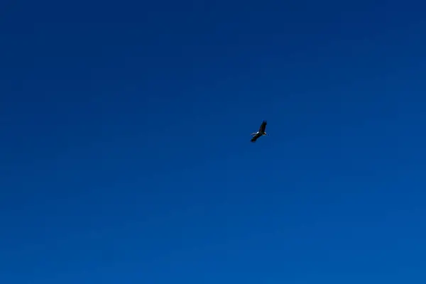 Cegonha voando no céu azul com nuvens brancas — Fotografia de Stock