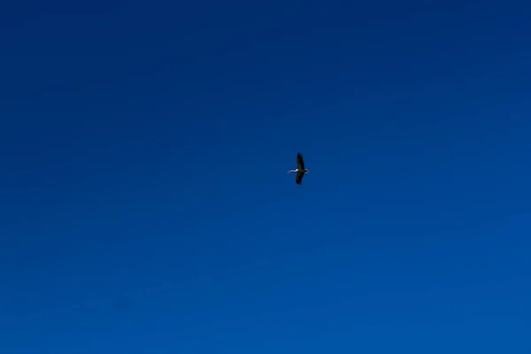 Cigüeña volando en el cielo azul con nubes blancas — Foto de Stock