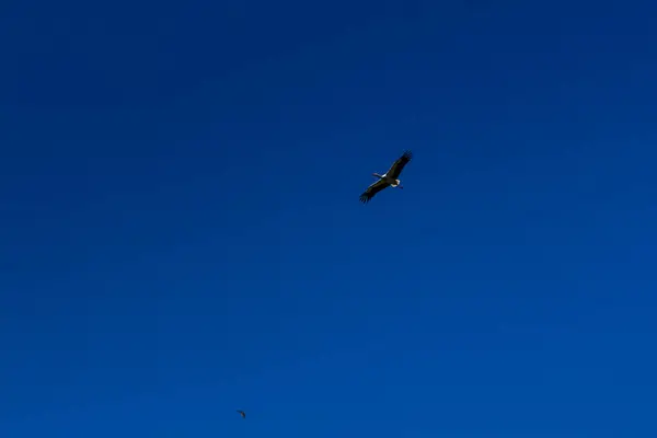 Аист парит в голубом небе с белыми облаками — стоковое фото