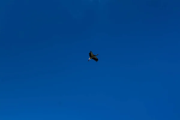白い雲と青い空を舞い上がるコウノトリ — ストック写真