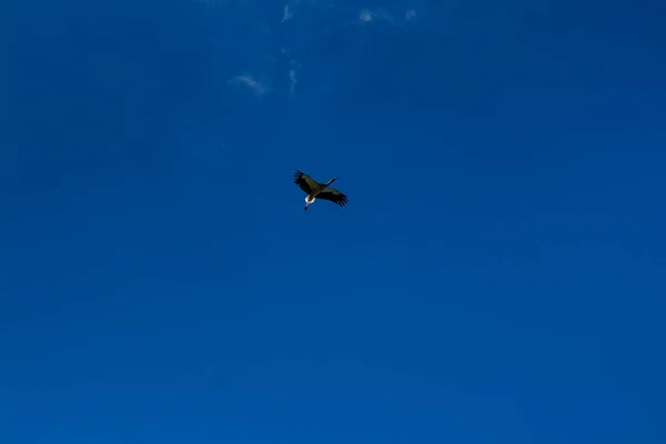 Cegonha voando no céu azul com nuvens brancas — Fotografia de Stock