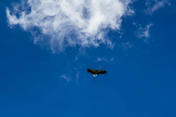 Barza urcând pe cerul albastru cu nori albi — Fotografie, imagine de stoc