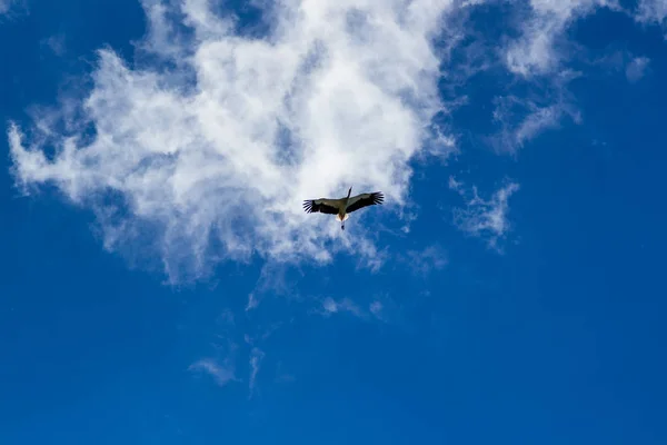 Cegonha voando no céu azul com nuvens brancas — Fotografia de Stock