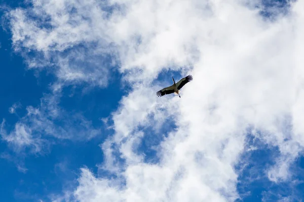 Cegonha voando no céu azul com nuvens brancas — Fotografia de Stock