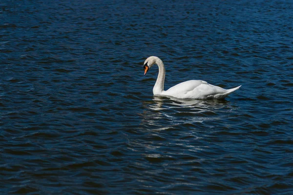 美丽的天鹅在湖上漂浮 — 图库照片
